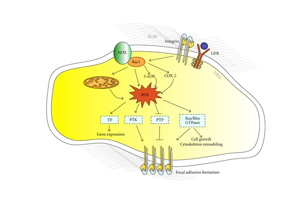 Molecular Crosstalk between Integrins and Cadherins: Do Reactive Oxygen Species Set the Talk?