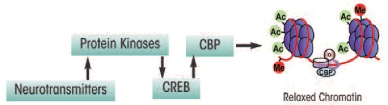 Epigenetics-beyond the genome in alcoholism.