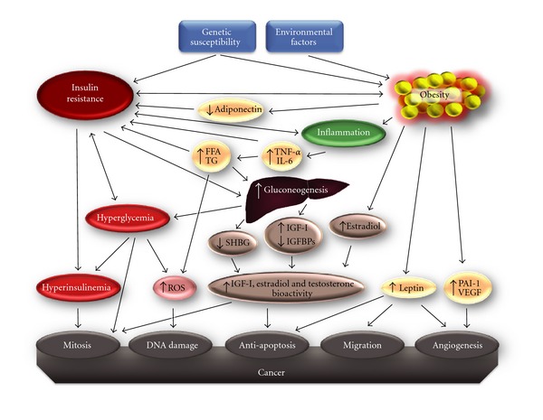 Insulin resistance and cancer risk: an overview of the pathogenetic mechanisms.