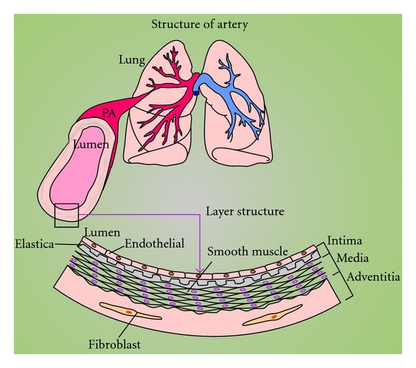 Pathogenic role of store-operated and receptor-operated ca(2+) channels in pulmonary arterial hypertension.