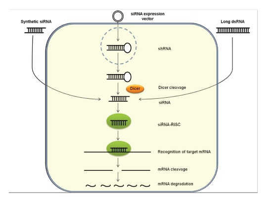 RNA interference for the treatment of papillomavirus disease.