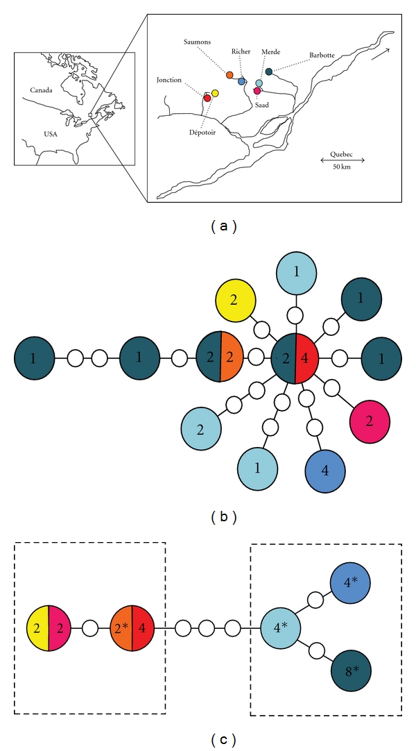 General-purpose genotype or how epigenetics extend the flexibility of a genotype.