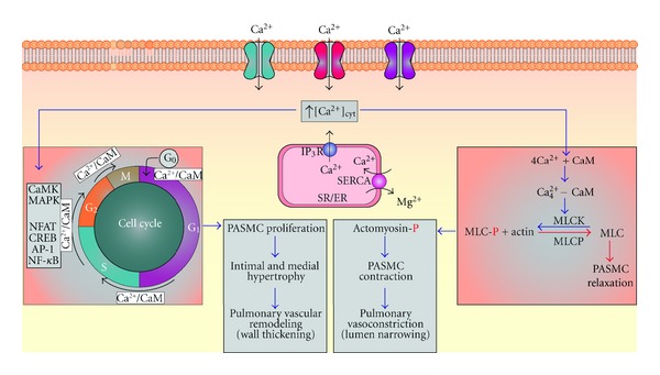 Pathogenic role of store-operated and receptor-operated ca(2+) channels in pulmonary arterial hypertension.