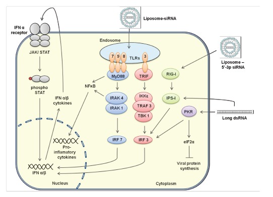 RNA interference for the treatment of papillomavirus disease.