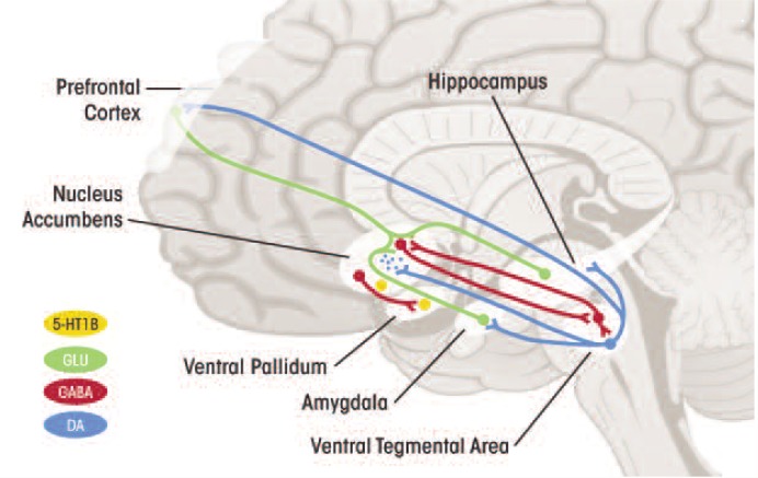 Resilience to meet the challenge of addiction: psychobiology and clinical considerations.