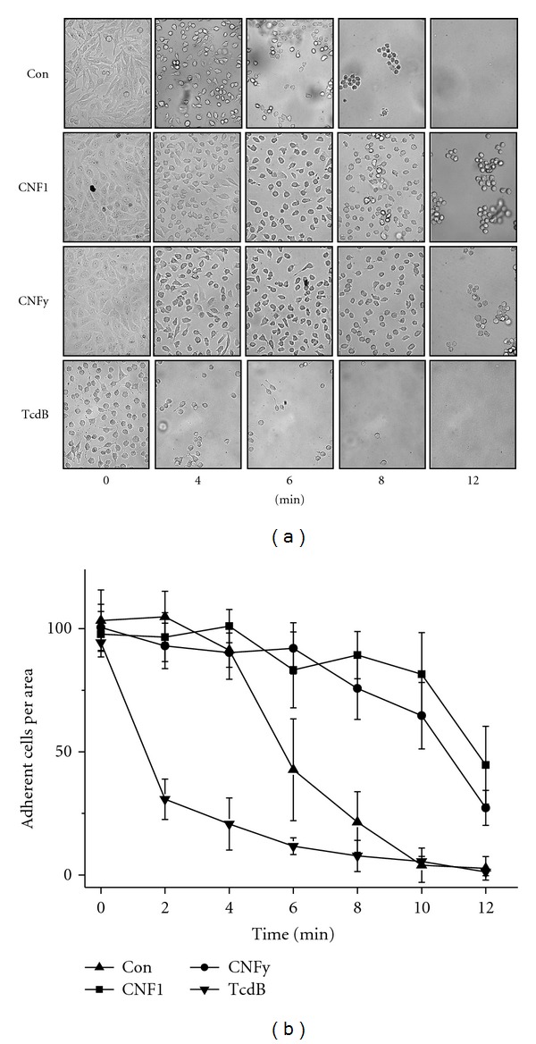 Increased Cell-Matrix Adhesion upon Constitutive Activation of Rho Proteins by Cytotoxic Necrotizing Factors from E. Coli and Y. Pseudotuberculosis.
