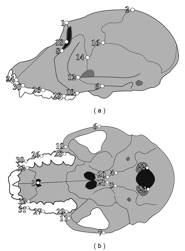 Morphometric analysis of cranial shape in fossil and recent euprimates.