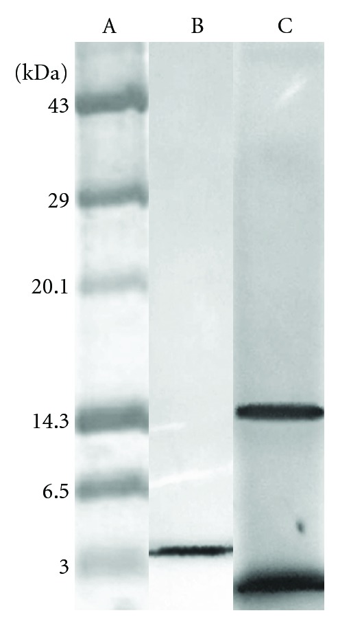 Antibacterial Activity of Fistulin: A Protease Inhibitor Purified from the Leaves of Cassia fistula.