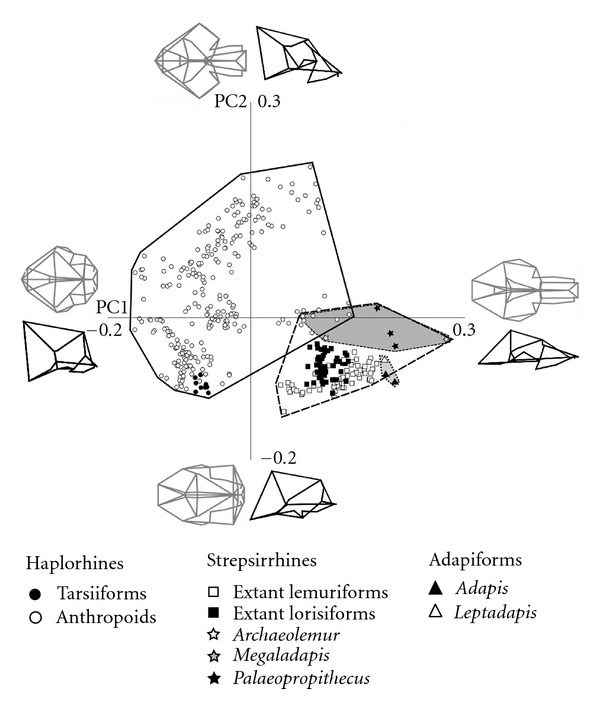 Morphometric analysis of cranial shape in fossil and recent euprimates.