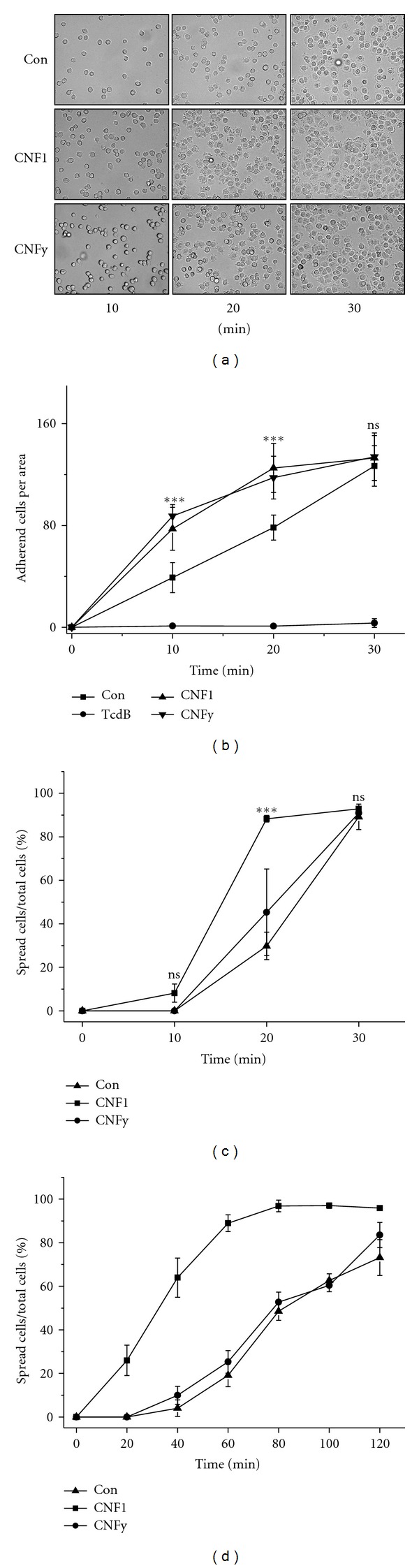 Increased Cell-Matrix Adhesion upon Constitutive Activation of Rho Proteins by Cytotoxic Necrotizing Factors from E. Coli and Y. Pseudotuberculosis.