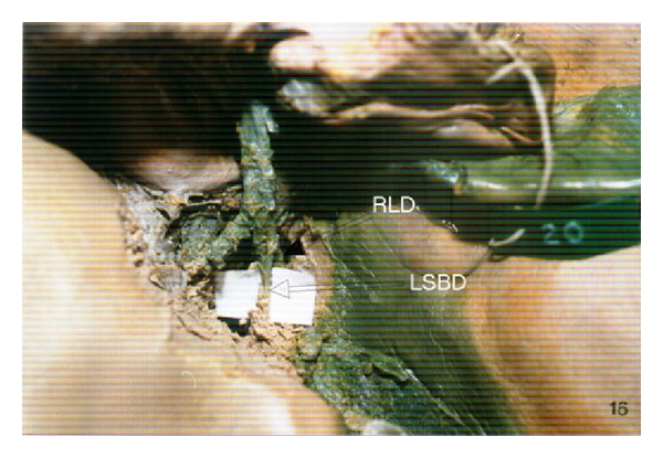 Abstract Image