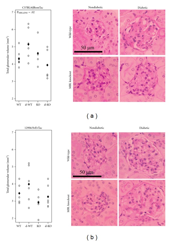 Mannan-binding lectin in diabetic kidney disease: the impact of mouse genetics in a type 1 diabetes model.