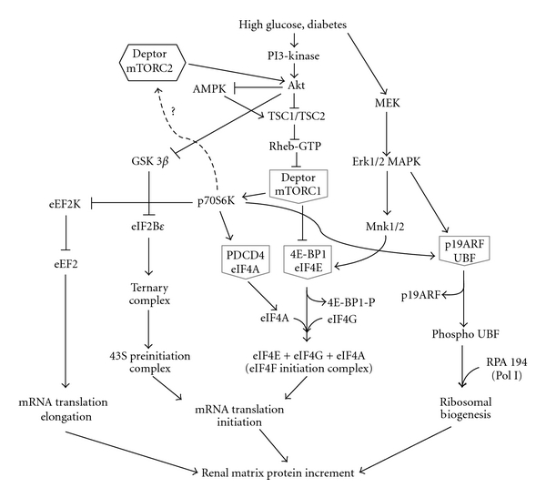 Signaling mechanisms in the regulation of renal matrix metabolism in diabetes.