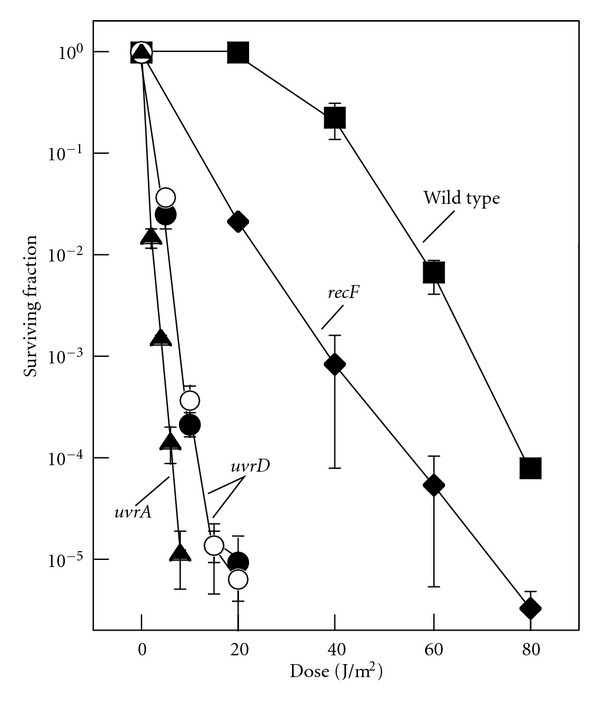 UvrD Participation in Nucleotide Excision Repair Is Required for the Recovery of DNA Synthesis following UV-Induced Damage in Escherichia coli.