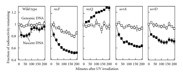 UvrD Participation in Nucleotide Excision Repair Is Required for the Recovery of DNA Synthesis following UV-Induced Damage in Escherichia coli.