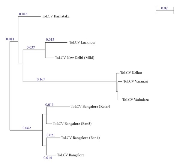 Evolutionary and molecular aspects of Indian tomato leaf curl virus coat protein.