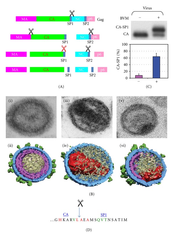 Protease-Mediated Maturation of HIV: Inhibitors of Protease and the Maturation Process.