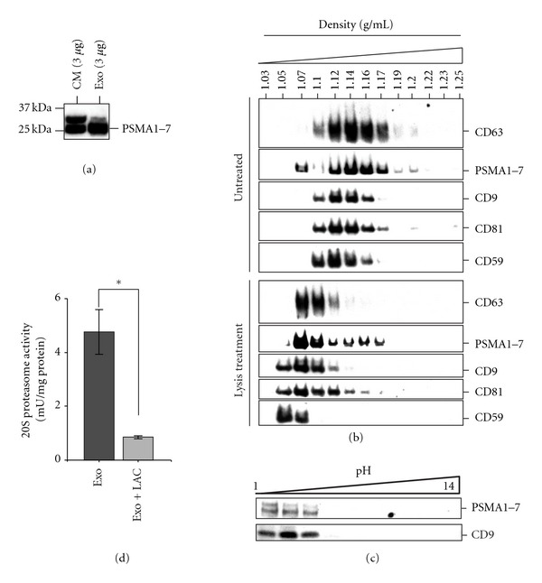 Proteolytic Potential of the MSC Exosome Proteome: Implications for an Exosome-Mediated Delivery of Therapeutic Proteasome.