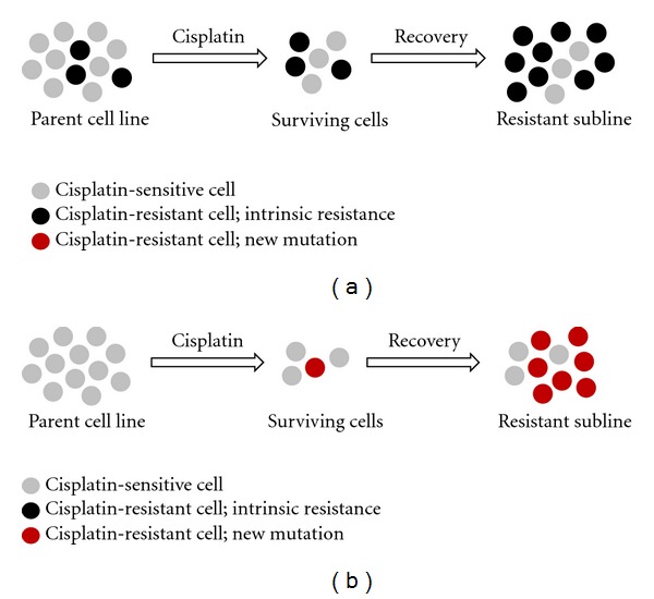 Utilisation of nanoparticle technology in cancer chemoresistance.