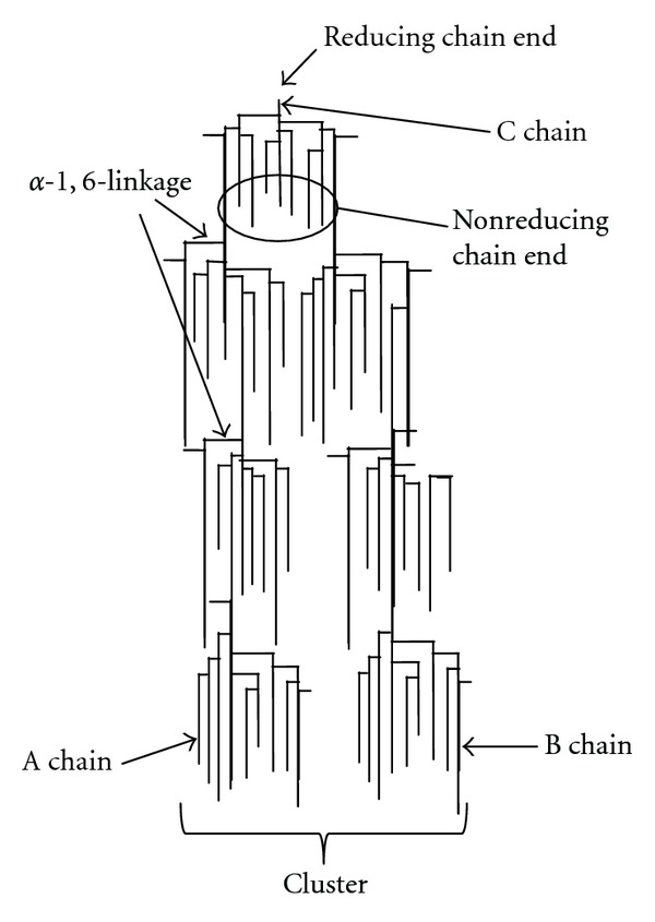 Pullulanase: role in starch hydrolysis and potential industrial applications.