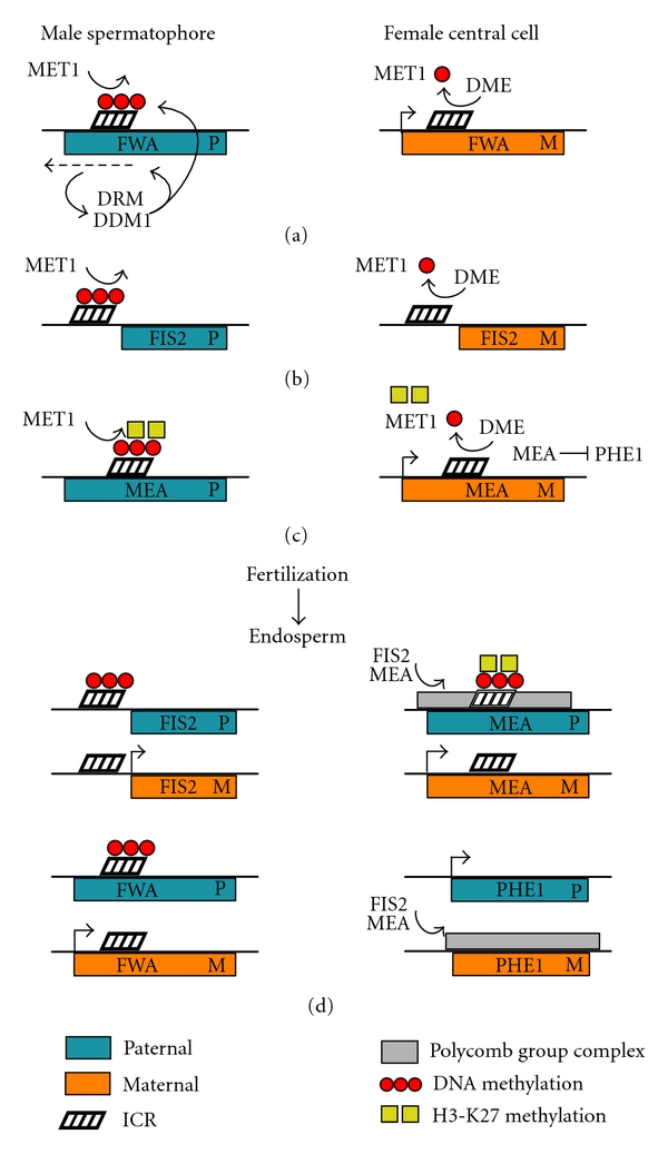 Epigenetic mechanisms of genomic imprinting: common themes in the regulation of imprinted regions in mammals, plants, and insects.