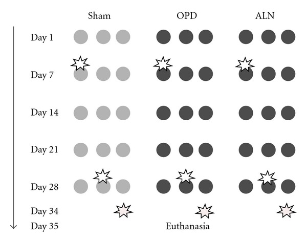 Influence of bisphosphonate treatment on medullary macrophages and osteoclasts: an experimental study.