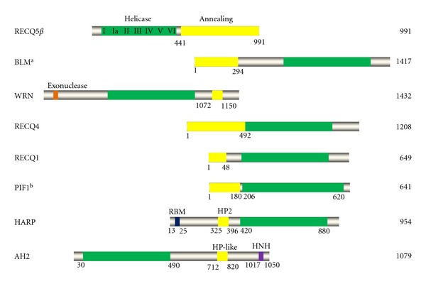 Unwinding and rewinding: double faces of helicase?