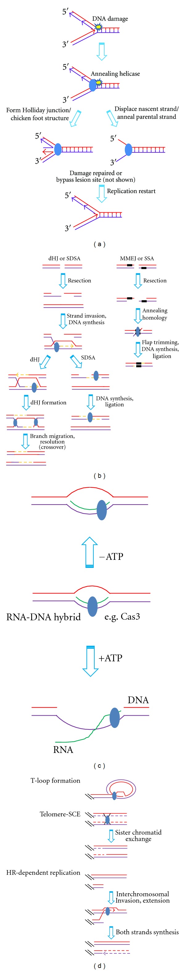 Unwinding and rewinding: double faces of helicase?