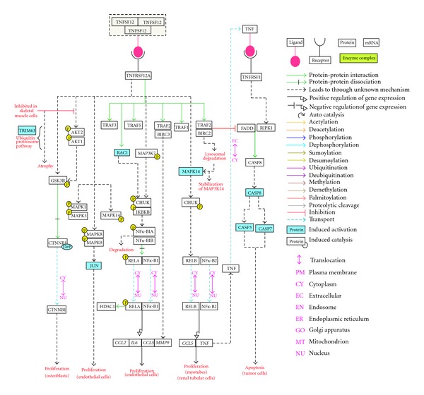 A Bioinformatics Resource for TWEAK-Fn14 Signaling Pathway.