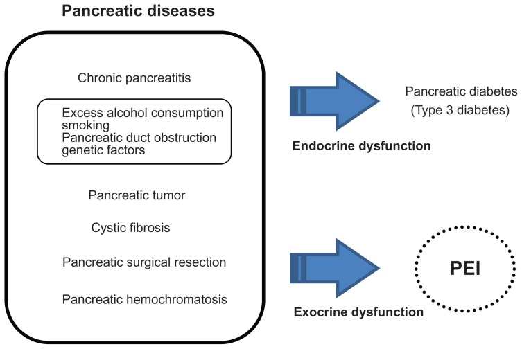 Pancrelipase: an evidence-based review of its use for treating pancreatic exocrine insufficiency.