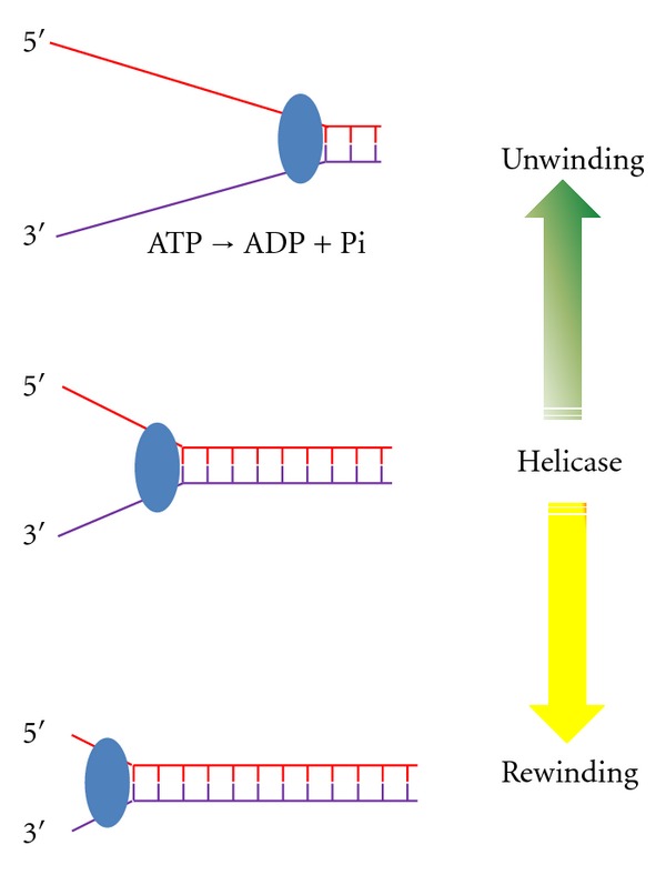 Unwinding and rewinding: double faces of helicase?