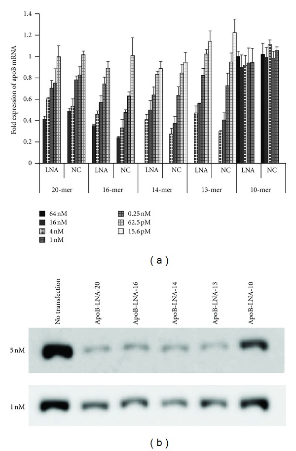 Superior Silencing by 2',4'-BNA(NC)-Based Short Antisense Oligonucleotides Compared to 2',4'-BNA/LNA-Based Apolipoprotein B Antisense Inhibitors.