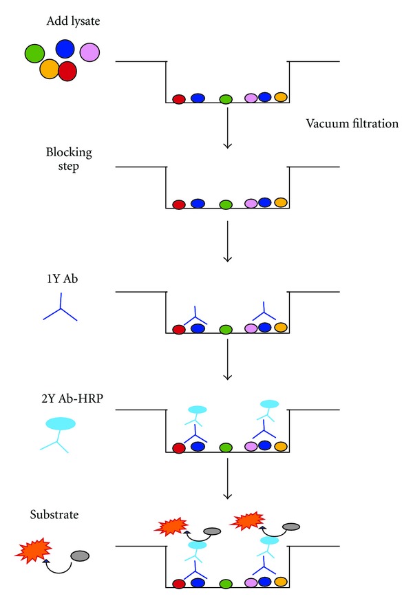 Rapid Screening of the Epidermal Growth Factor Receptor Phosphosignaling Pathway via Microplate-Based Dot Blot Assays.