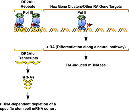 EMBO Retinoids 2011: Mechanisms, biology and pathology of signaling by retinoic acid and retinoic acid receptors.