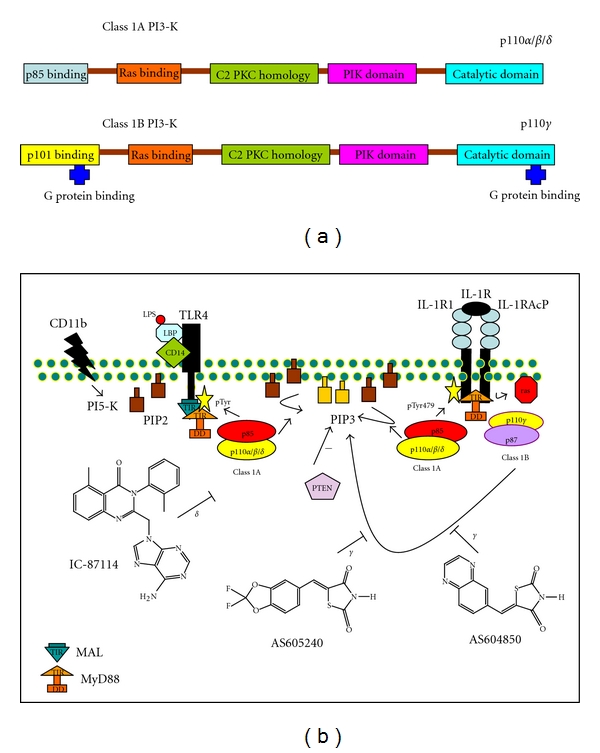 The role of phosphoinositide 3-kinase signaling in intestinal inflammation.