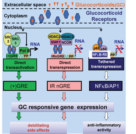 EMBO Retinoids 2011: Mechanisms, biology and pathology of signaling by retinoic acid and retinoic acid receptors.