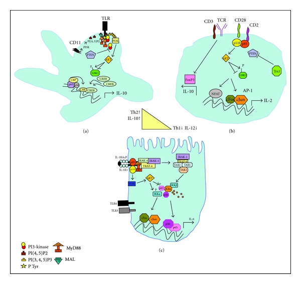 The role of phosphoinositide 3-kinase signaling in intestinal inflammation.