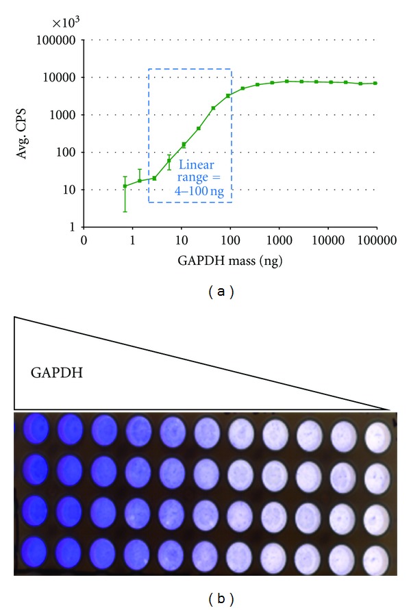 Rapid Screening of the Epidermal Growth Factor Receptor Phosphosignaling Pathway via Microplate-Based Dot Blot Assays.