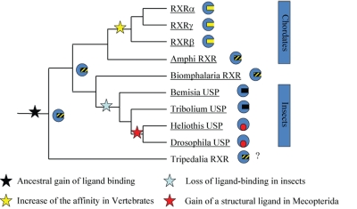 EMBO Retinoids 2011: Mechanisms, biology and pathology of signaling by retinoic acid and retinoic acid receptors.