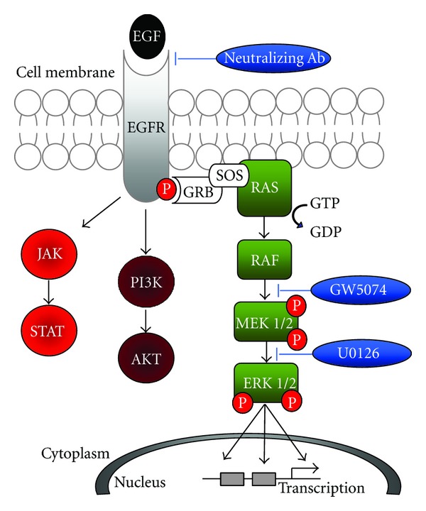 Rapid Screening of the Epidermal Growth Factor Receptor Phosphosignaling Pathway via Microplate-Based Dot Blot Assays.