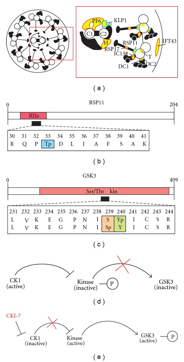 Application of phosphoproteomics to find targets of casein kinase 1 in the flagellum of chlamydomonas.