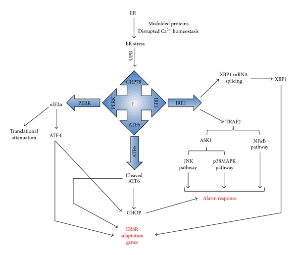 Endothelial dysfunction in diabetes mellitus: possible involvement of endoplasmic reticulum stress?