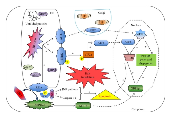 Endothelial dysfunction in diabetes mellitus: possible involvement of endoplasmic reticulum stress?