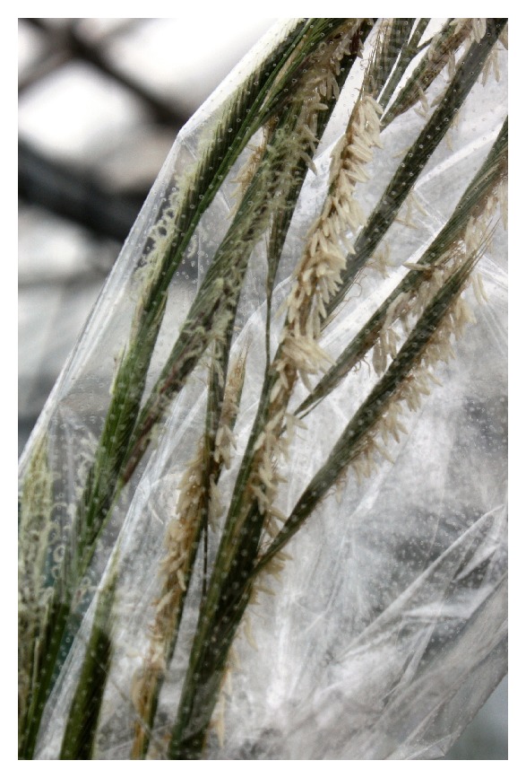 Advances towards a Marker-Assisted Selection Breeding Program in Prairie Cordgrass, a Biomass Crop.