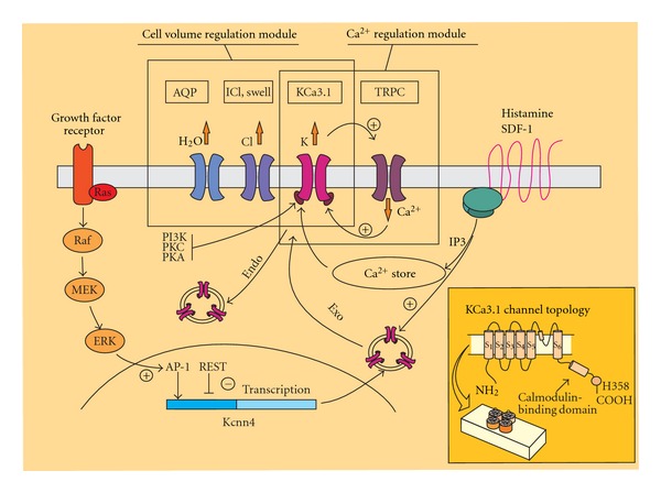 Expression and Role of the Intermediate-Conductance Calcium-Activated Potassium Channel KCa3.1 in Glioblastoma.