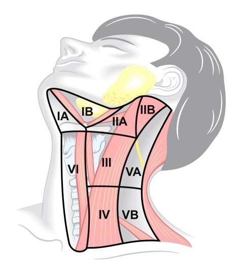 Current advances in diagnosis and surgical treatment of lymph node metastasis in head and neck cancer.