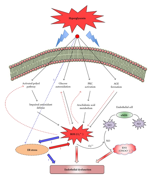 Endothelial dysfunction in diabetes mellitus: possible involvement of endoplasmic reticulum stress?