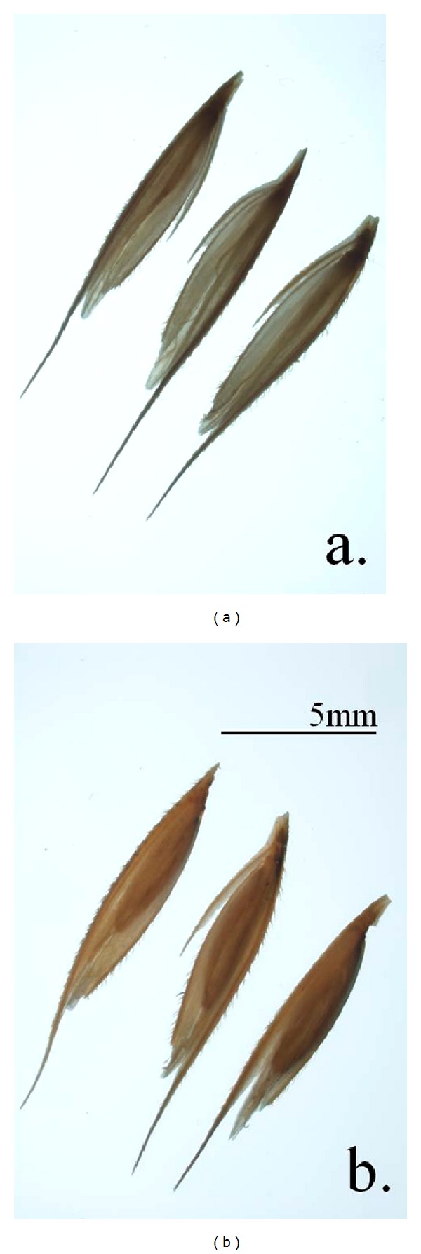 Advances towards a Marker-Assisted Selection Breeding Program in Prairie Cordgrass, a Biomass Crop.