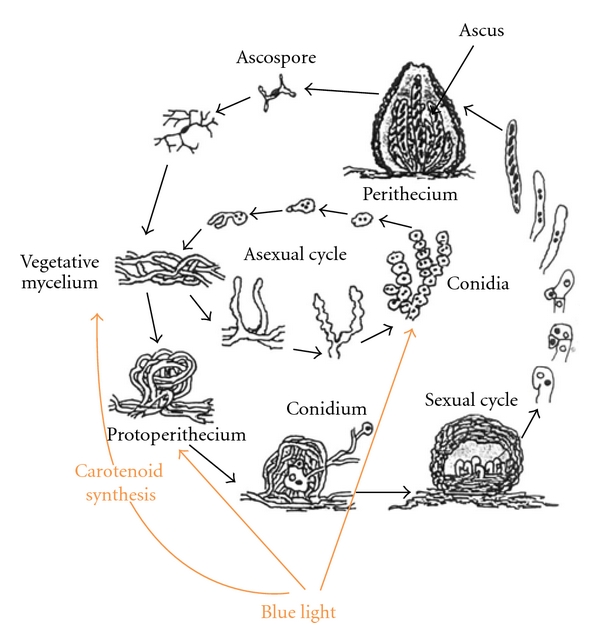 Neurospora crassa Light Signal Transduction Is Affected by ROS.