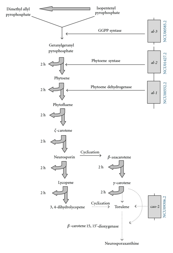 Neurospora crassa Light Signal Transduction Is Affected by ROS.